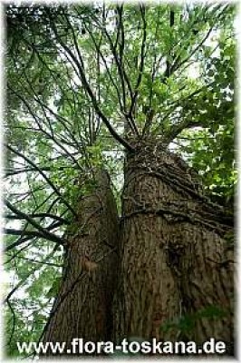 metasequoia_glyptostroboides_hohenheim_2_-_210607.jpg