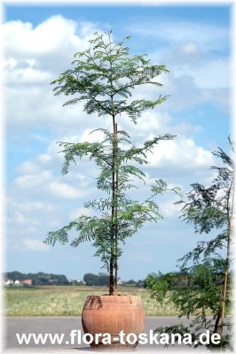 melaleuca_acuminata_bluete_200605.jpg