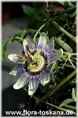 passiflora_caerulea_1_-_260407.jpg