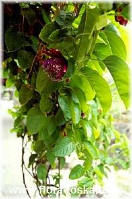 passiflora_alata_-_dia.jpg