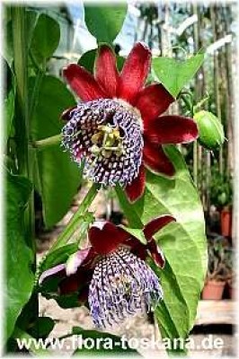 passiflora_alata_11_-_digi.jpg