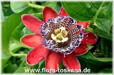 passiflora_alata_13_-_digi.jpg