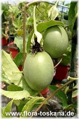 passiflora_edulis_frucht1__-_280605.jpg