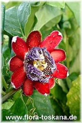 passiflora_quadrangularis_2_120305.jpg
