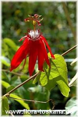 passiflora_vitifolia_-_bluete_2_-_270505.jpg