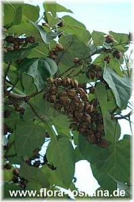 paulownia_tomentosa_fruechte_1_-_260705.jpg