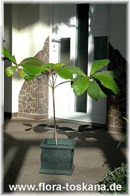 terminalia_catappa_1_-100407.jpg