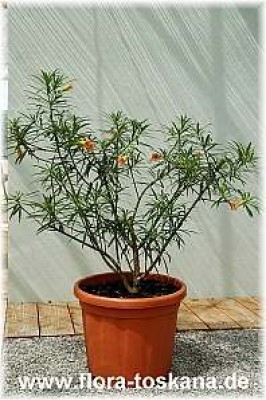 thevetia_peruviana_orange_ganz_1_-_010806.jpg