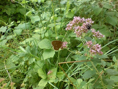 braunerwaldvogel.jpg