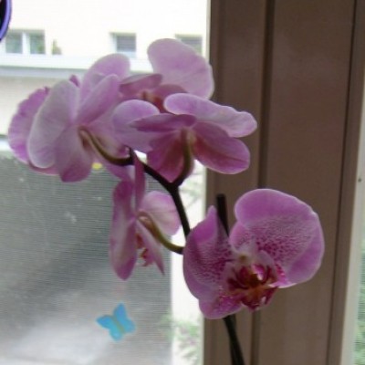 Phalaenopsis lilaweiß.jpg
