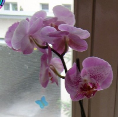 Phalaenopsis lila.jpg