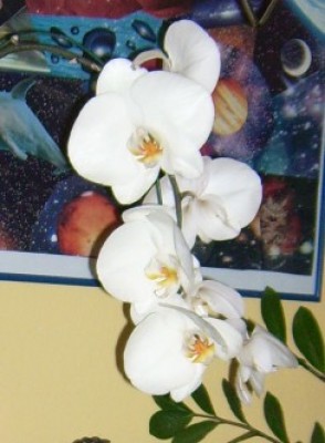 Riesen Phalenopsis3.jpg