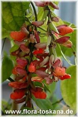 thunbergia_coccinea_1_-_081106.jpg