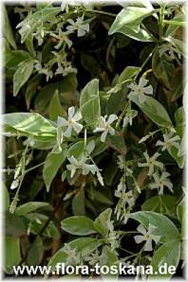 trachelospermum_jasminoides_variegata_1_-_150407.jpg