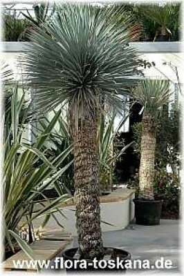 yucca_rostrata_yur-6180_-_130305.jpg