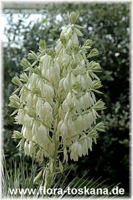 yucca_rostrata_1_-_310507.jpg