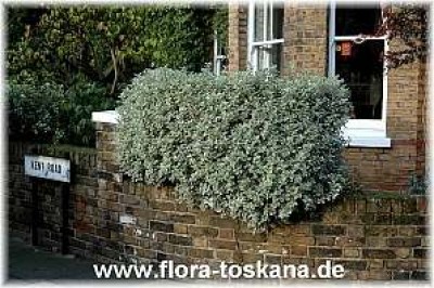 pittosporum_tenuifolium_silverqueen_-_261005.jpg