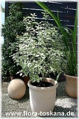 pittosporum_tenuifolium_silverqueen_2_-_digi.jpg