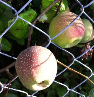 Frucht-unbekannt.jpg