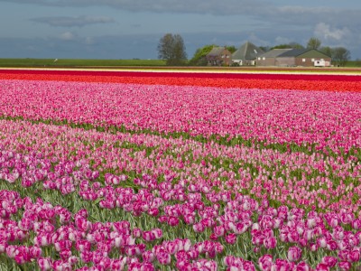 2498-tulpenfeld-holland.jpg