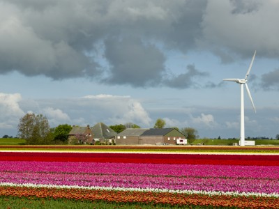 2498-Tulpenfeld.jpg