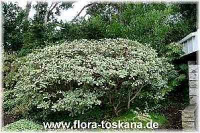 pittosporum_tobira_variegatum_gross_-_digi.jpg