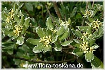 pittosporum_tobira_variegata_3_-_150407.jpg