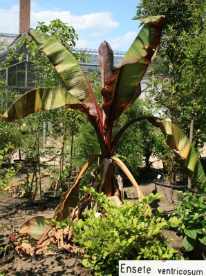 ensete.jpg