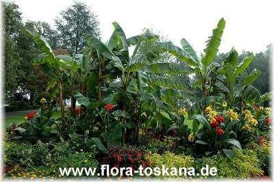 musa_basjoo_gepflanzt_lindau_8_-_220806.jpg