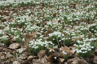 2548-Schneegloeckchen-Feld.jpg