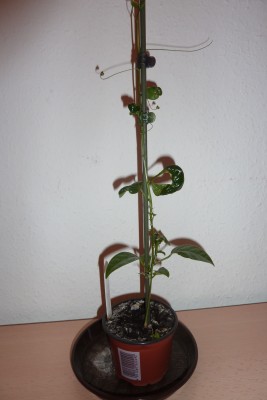 passiflora caerulea (2).JPG