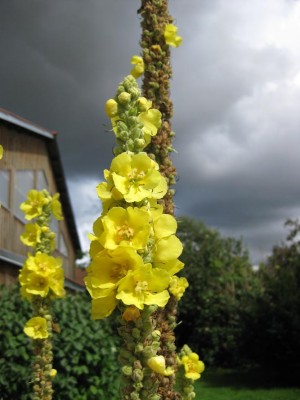 Verbascum Gewitterstimmung_1061.jpg