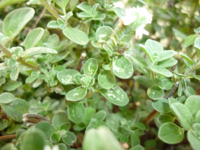 oregano001.jpg