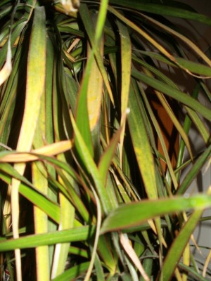 Dracaena 3.JPG