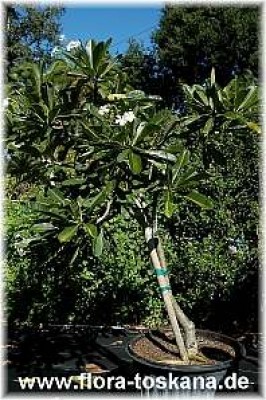 plumeria_obtusa_singapore_white_16-_021106.jpg