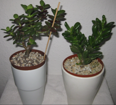 unbekannte Crassula am 21.09.2011 B.PNG