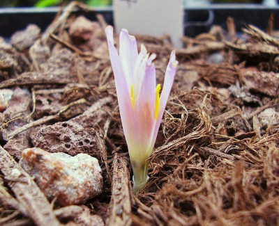 Colchicum filifolium (1).jpg