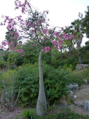 unbekannter baum.jpg