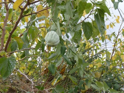 unbekannte kletterpflanze mit frucht.jpg