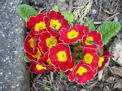 Primula vulgaris8.JPG