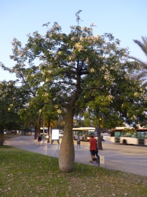 Chorisia speciosa.jpg