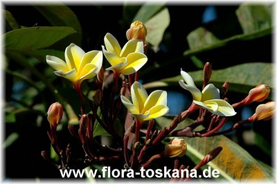 plumeria_rubra_weiss-gelb_2_-_011106.JpG