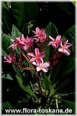 plumeria_rubra_hellrosa_5_-_011106.jpg