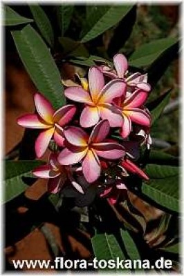 plumeria_rubra_17_-_290905.jpg