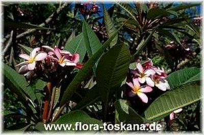 plumeria_rubra_4_-_200905.jpg