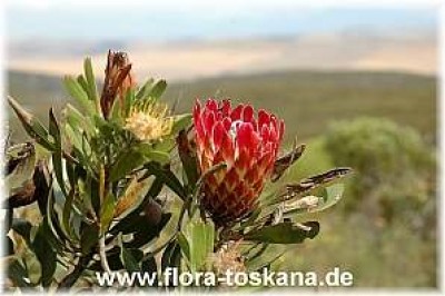 protea_eximia_4_-_101006.jpg