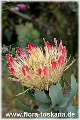 protea_eximia_2_-_151005.jpg