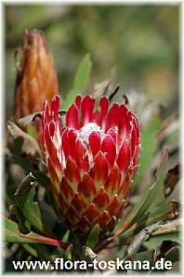 protea_eximia_1_-_181006.jpg