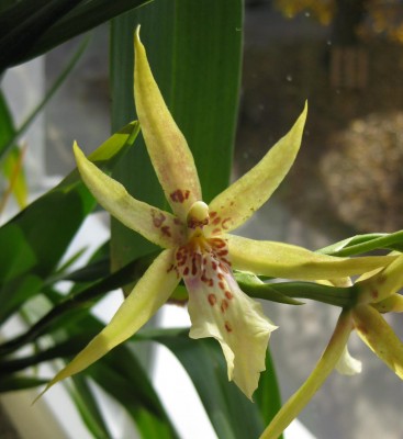 Orchidee Bestimmung_0280.jpg