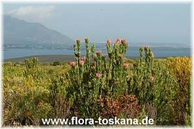 protea_nerifolia_natur_9_-_181006.jpg